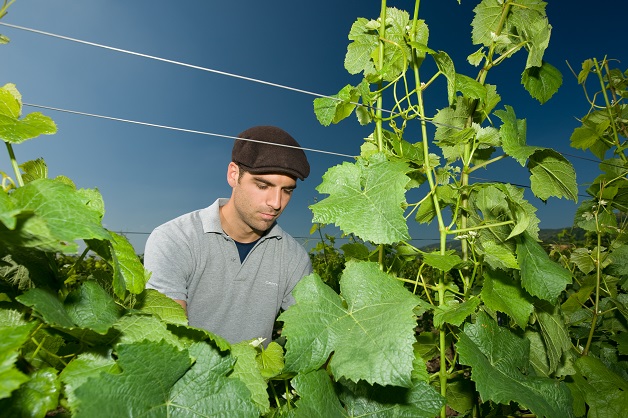 Weingut Heinrich Spindler Weingut Heinrich Spindler